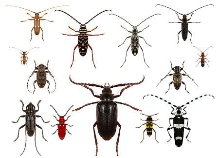 Image of Longhorned Beetles